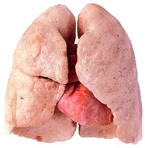 healthy-lung-and-smokers-lung